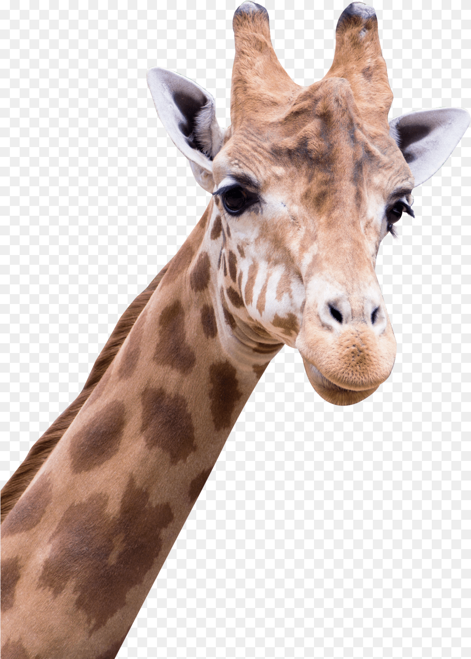 Giraffe Images All Giraffe, Animal, Mammal, Wildlife Png