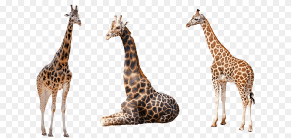 Giraffe Images Animal With White Background, Mammal, Wildlife Png