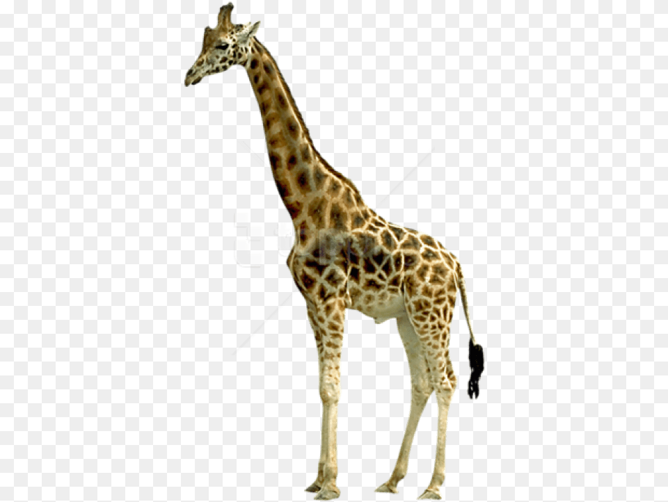 Giraffe Images Giraffe, Animal, Mammal, Wildlife Free Transparent Png