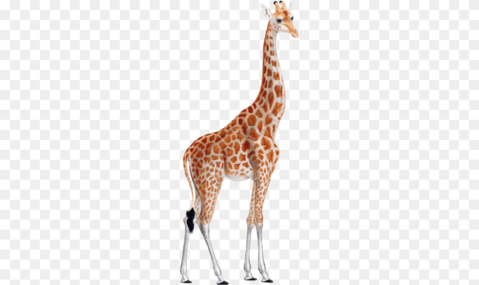 Giraffe Images Giraffe, Animal, Mammal, Wildlife Free Transparent Png