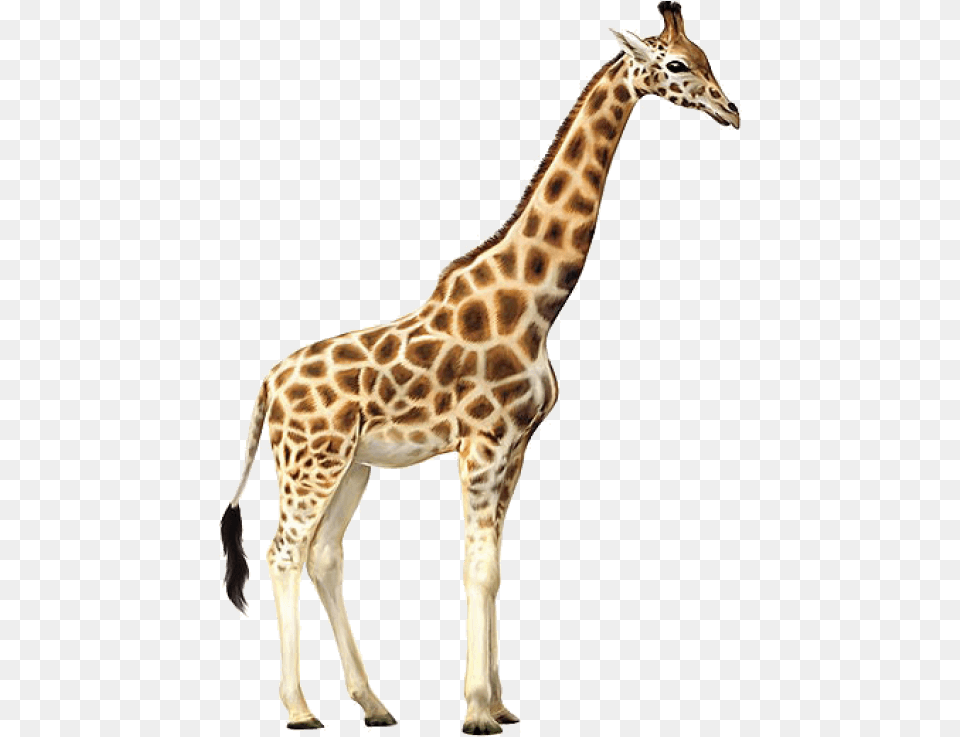 Giraffe Images Transparent Giraffe, Animal, Mammal, Wildlife Png