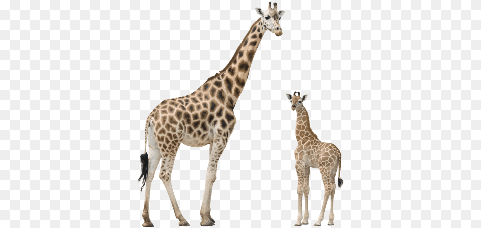 Giraffe Images Transparent Jirafa Y Su Cria, Animal, Mammal, Wildlife Free Png Download