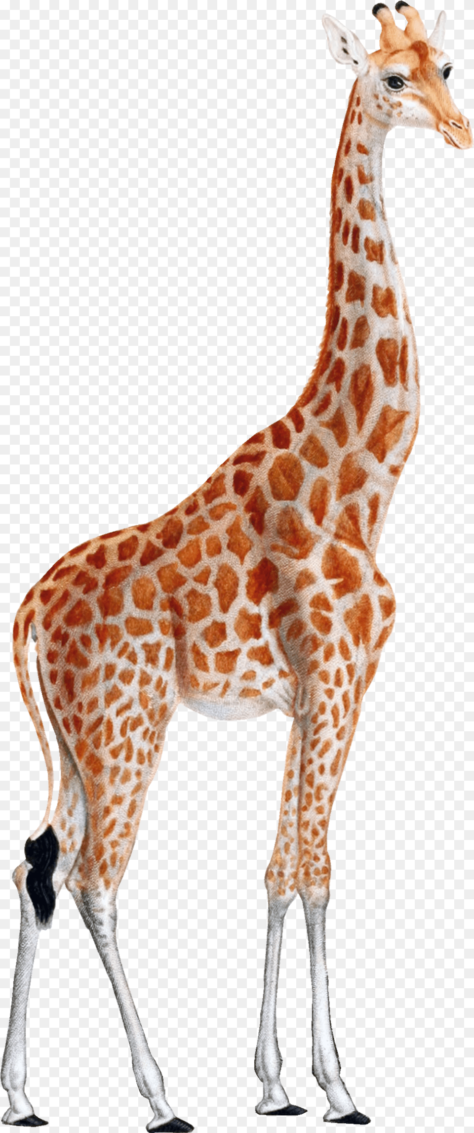 Giraffe In Barcelona, Animal, Mammal, Wildlife Png Image