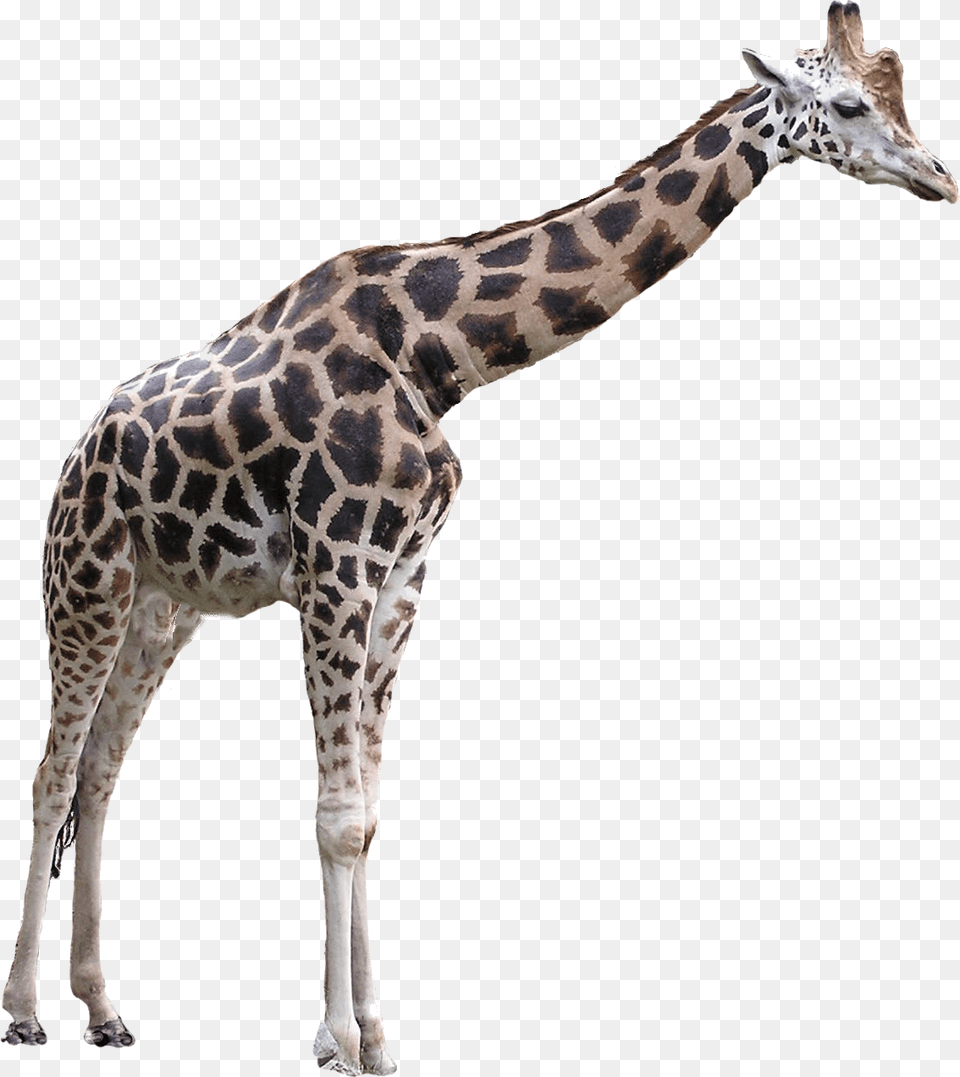 Giraffe Large Giraffe Transparent Background, Animal, Mammal, Wildlife Free Png