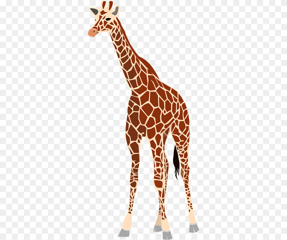 Giraffe Mammal Animal Herb Giraffe In Arabic Word, Wildlife Free Png Download