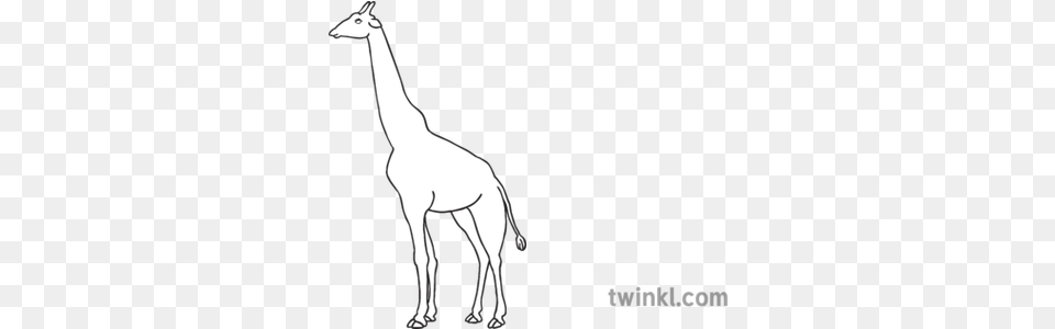 Giraffe Open Eyes Zoo Animal Ks1 Black And White Rgb Muslim Praying Black And White, Silhouette, Mammal, Wildlife, Antelope Free Png