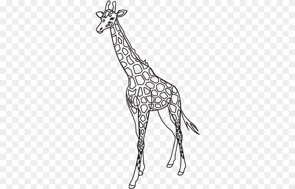Giraffe Outline, Animal, Mammal, Wildlife, Kangaroo Free Png Download
