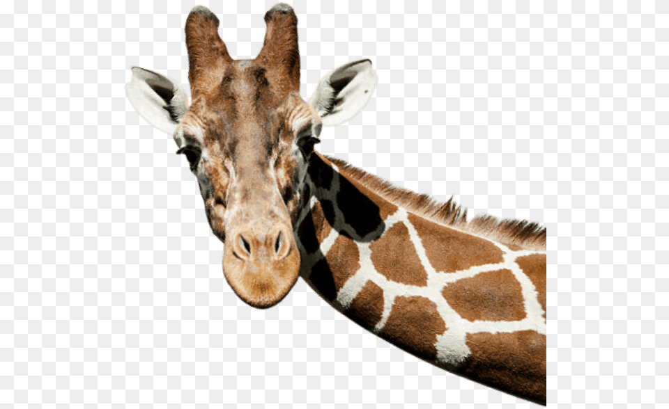 Giraffe Peeking Out, Animal, Mammal, Wildlife Free Png