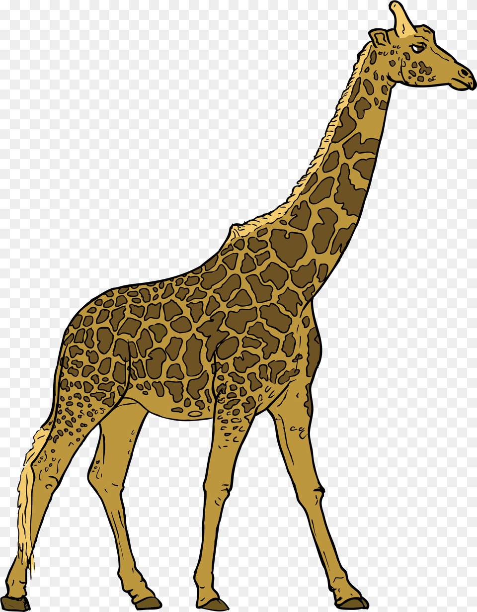 Giraffe Picture Giraffe Clipart, Animal, Mammal, Wildlife Free Png