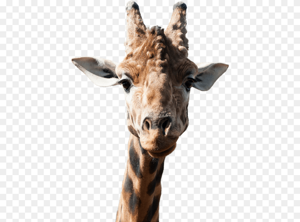 Giraffe Side Image Giraffe, Animal, Mammal, Wildlife Free Transparent Png
