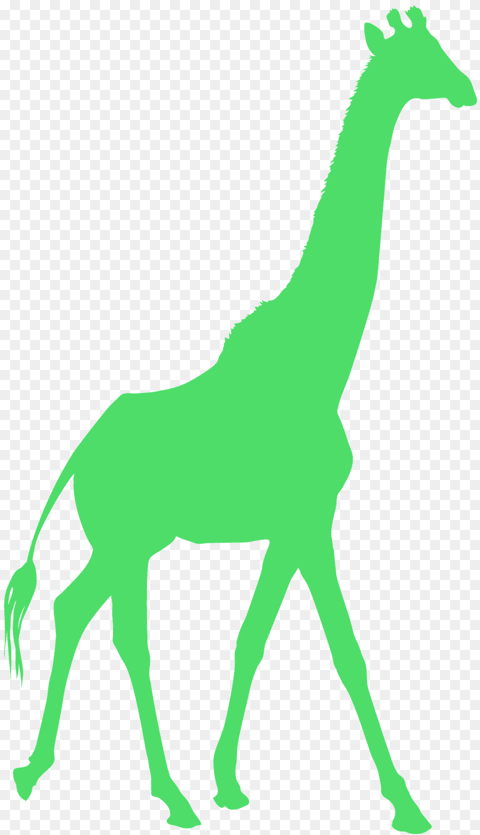 Giraffe Silhouette, Animal, Mammal, Person, Wildlife Png Image