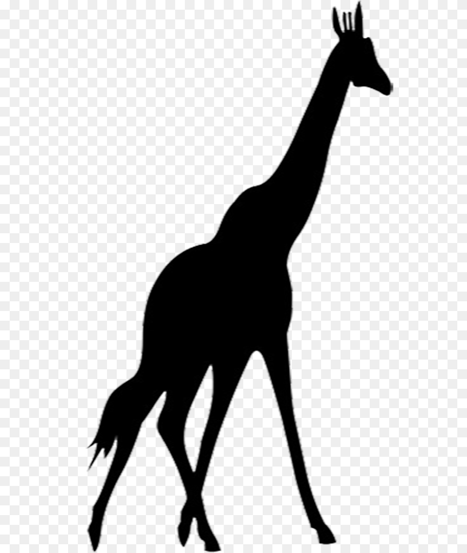 Giraffe Silhouette Clip Freeuse Silhouette Giraffe, Animal, Mammal, Person, Wildlife Free Png