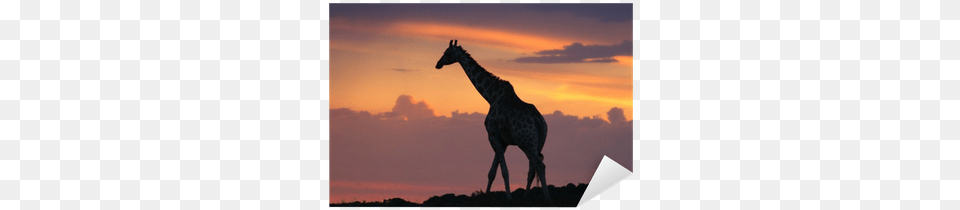 Giraffe Silhouette Walking On The Horizon At Sunset Giraffe, Animal, Mammal, Wildlife Png