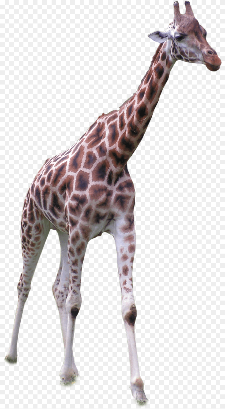 Giraffe Standing Front Transparent Background Giraffe Transparent, Animal, Mammal, Wildlife Free Png Download