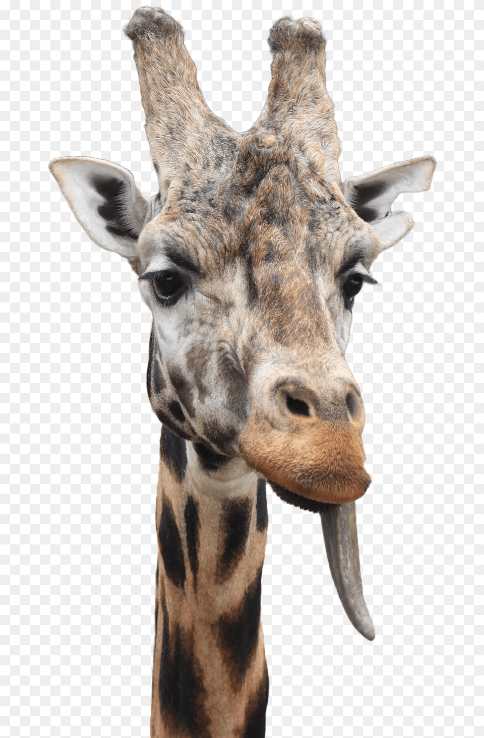 Giraffe Tongue Picture Giraffe Tongue Clipart, Animal, Mammal, Wildlife Png Image