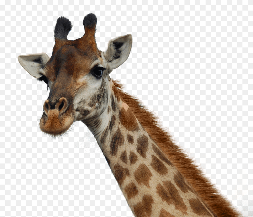 Giraffe Transparent, Animal, Mammal, Wildlife Png Image