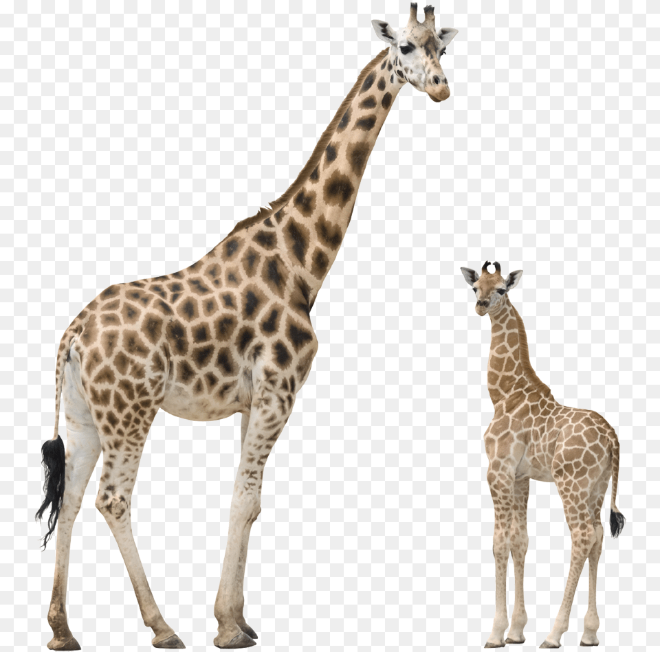 Giraffe Transparent Background, Animal, Mammal, Wildlife Png