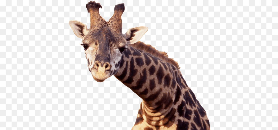 Giraffe Transparent Background Giraffe, Animal, Mammal, Wildlife Png Image