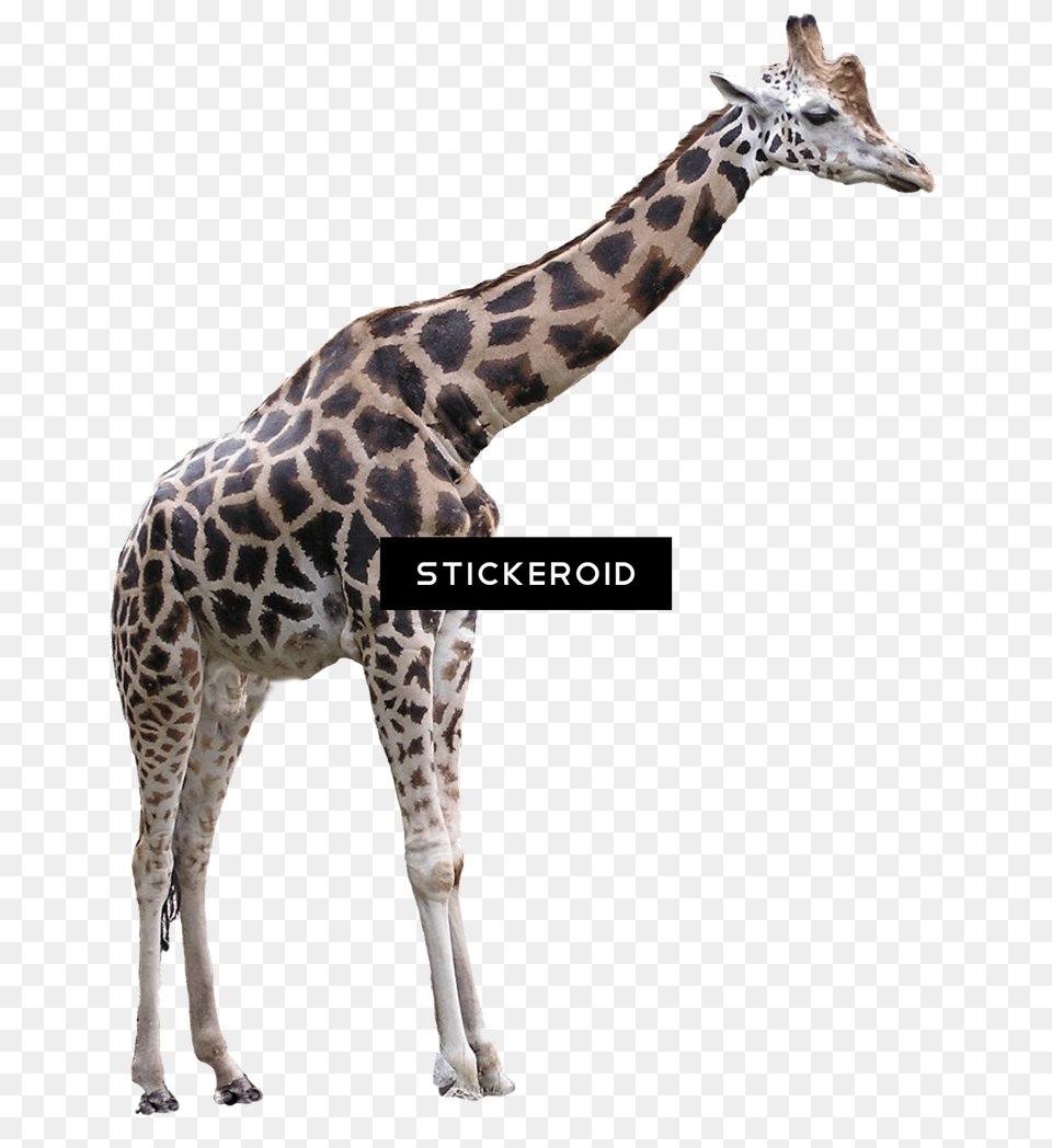 Giraffe Transparent Background Transparent Giraffe, Animal, Mammal, Wildlife Png Image