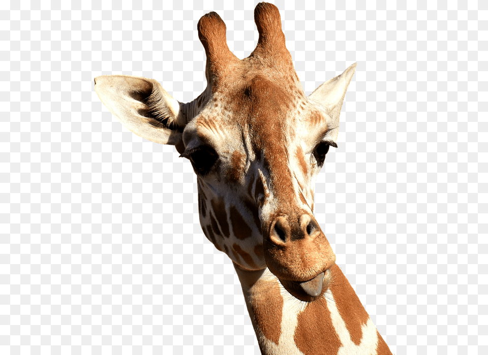 Giraffe Giraffe Sticking Tongue Out Animal, Mammal, Wildlife Free Transparent Png