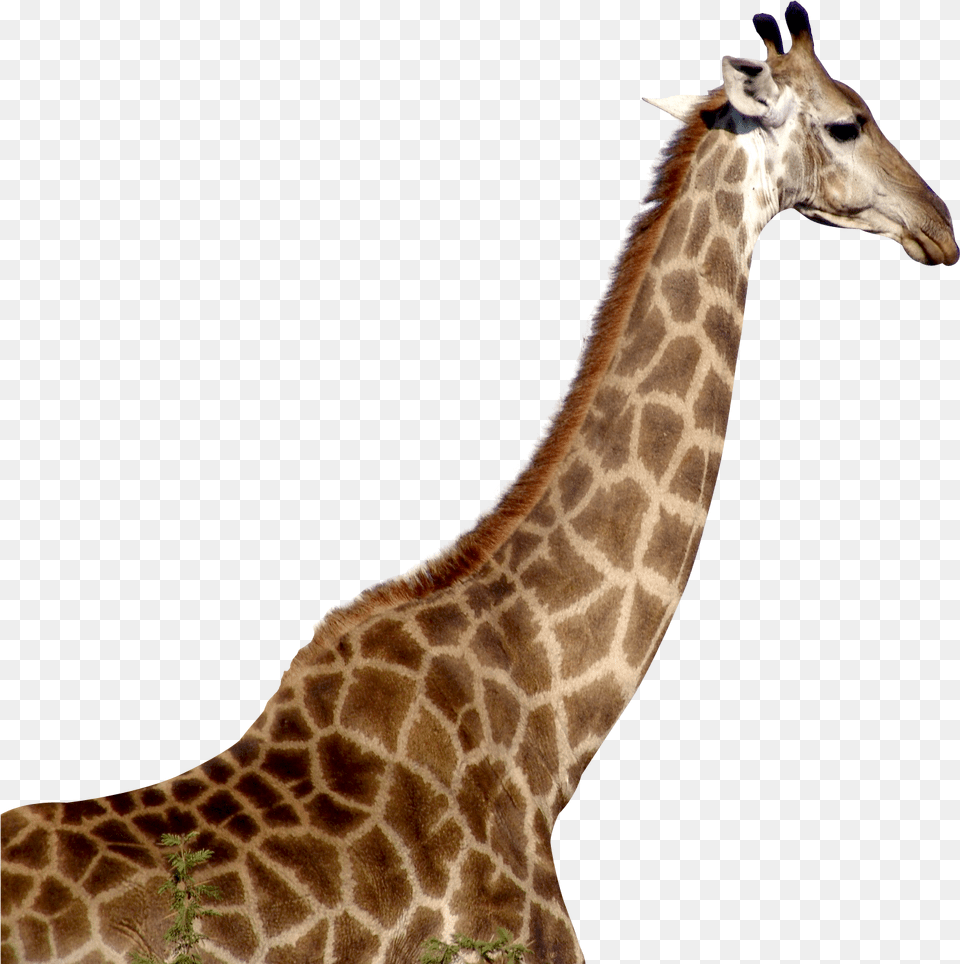 Giraffe Transparent Giraffe Transparent, Animal, Mammal, Wildlife Free Png