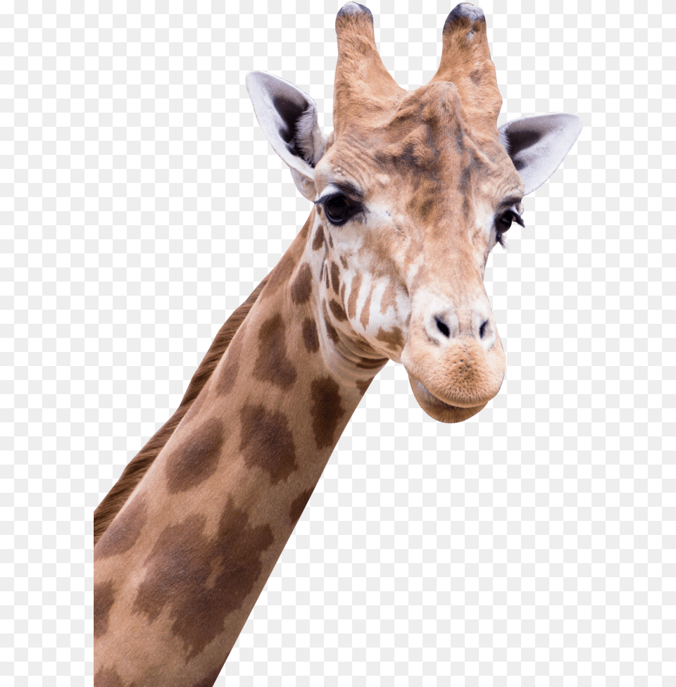 Giraffe Transparent Image Amine Good For You, Animal, Mammal, Wildlife Png