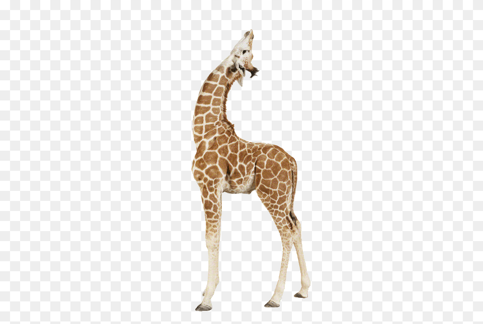 Giraffe Up, Animal, Mammal, Wildlife Free Png