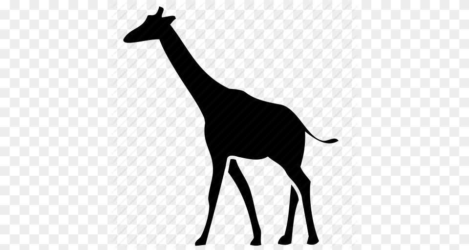 Giraffe Wild Life Icon, Animal, Wildlife, Mammal Free Png