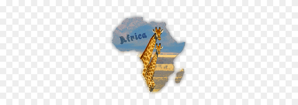 Giraffes Animal, Wildlife, Giraffe, Mammal Png Image
