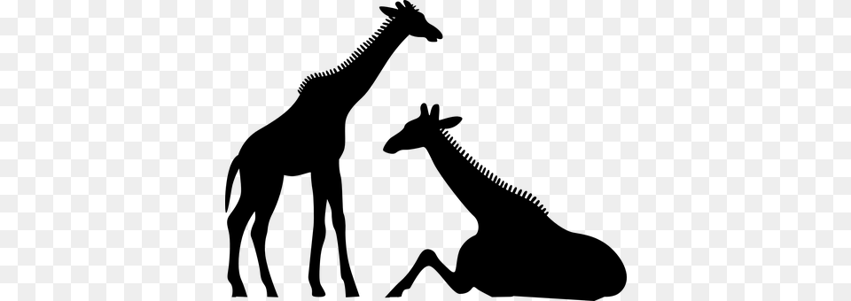 Giraffes Gray Free Png