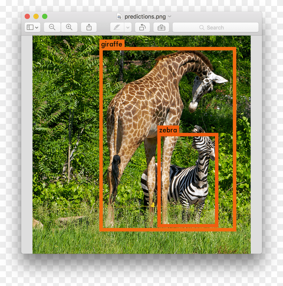 Giraffes And Zebras Together, Animal, Mammal, Wildlife, Zebra Free Transparent Png
