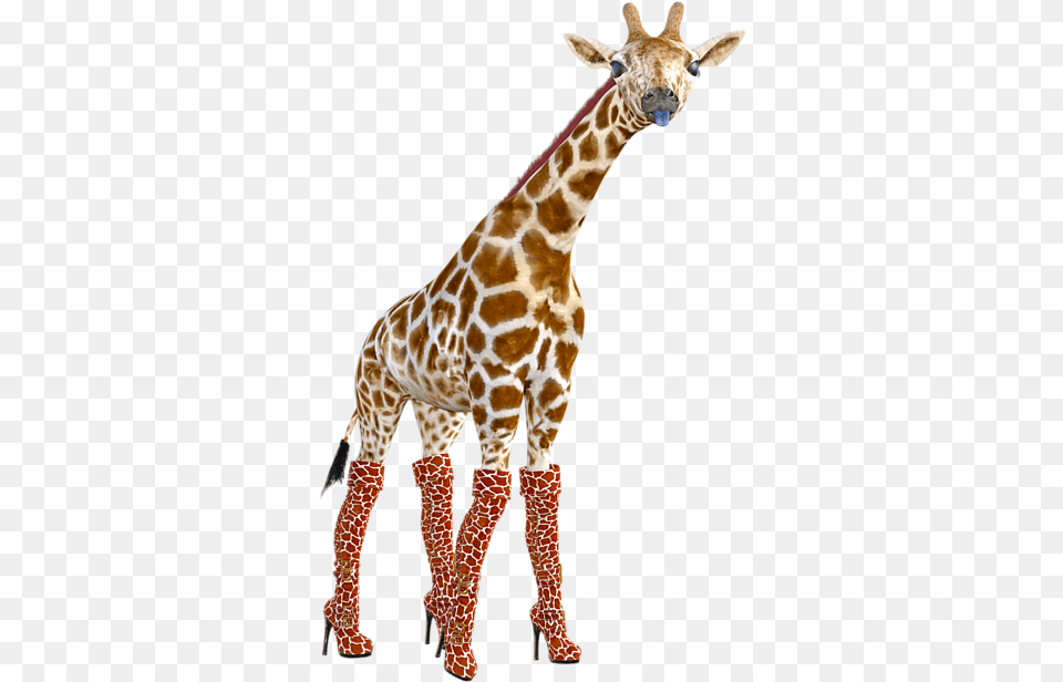 Giraffes Doing Funny Poses, Animal, Giraffe, Mammal, Wildlife Free Transparent Png