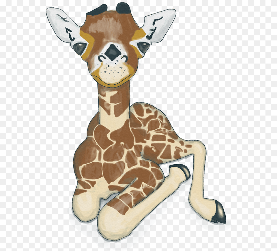 Giraffidae, Animal, Mammal, Person, Face Free Png Download