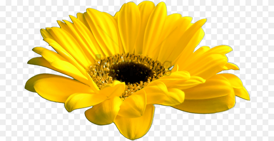 Girasol, Daisy, Flower, Plant, Pollen Free Png Download