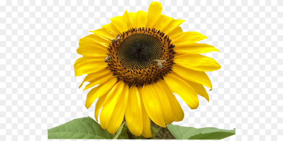 Girasol Abejas Sunflower, Flower, Plant, Animal, Bee Free Png