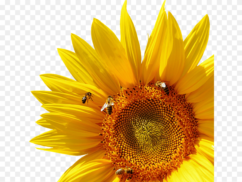 Girasol Abejas Verano Jardn Flor Amarillo Internal And External Structures Of A Plant, Flower, Sunflower, Animal, Bee Free Png Download