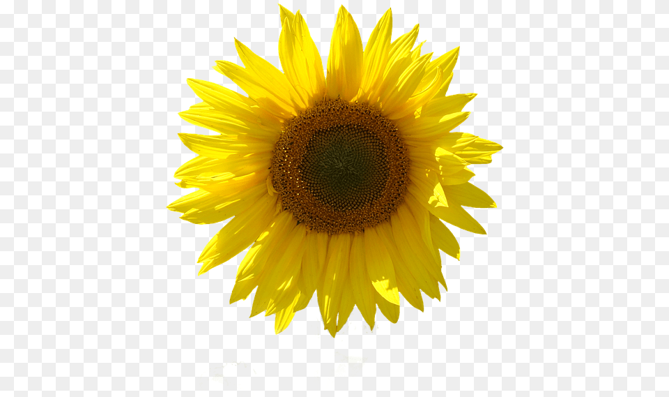 Girasol Aislado Fondo Transparente Cerrar Sun Sunflower, Flower, Plant Free Transparent Png