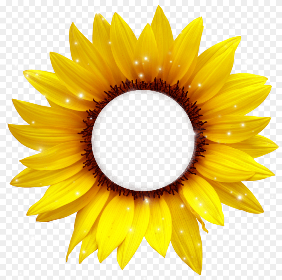 Girasol Amarillo Cafe Frame Bydeniabejar Sunflower Cartoon, Flower, Plant Free Transparent Png