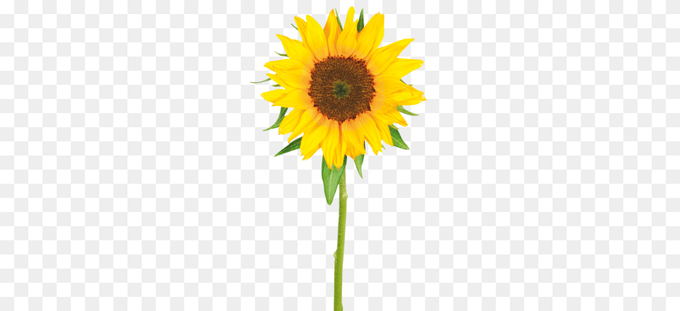 Girasol Blanco Tagalog Name Of Sunflower, Flower, Plant Png Image