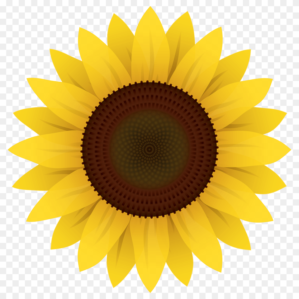 Girasol Blanco Transparent Images Transparent Background Sunflower Clipart, Flower, Plant Free Png Download