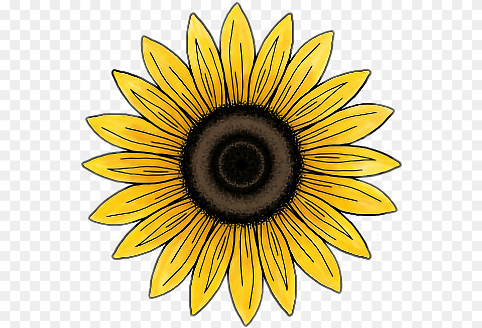 Girasol Clipart Stickers Vsco Girasol, Flower, Plant, Sunflower, Daisy Free Transparent Png