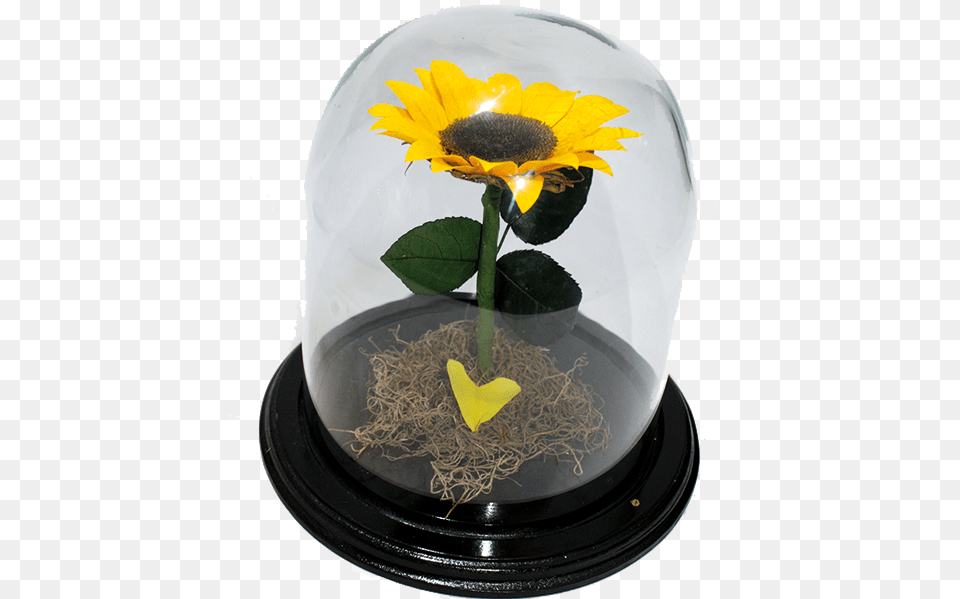 Girasol Eterno Sunflower Full Size Download Common Sunflower, Flower, Flower Arrangement, Plant, Jar Free Png