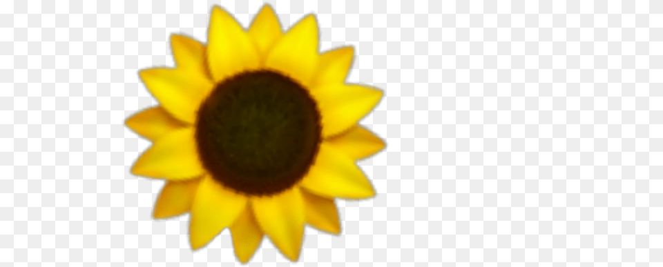 Girasol Girasoles Girasol Girasoles Flores Sunflower Drawing Small, Flower, Plant, Daisy Free Png