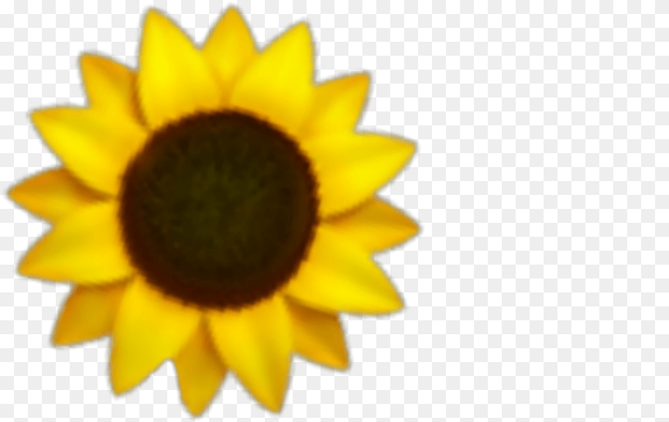 Girasol Girasoles Sticker Small Sunflower, Flower, Plant, Rose, Daisy Free Png Download
