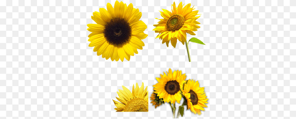 Girasol Imagen Transparente Sunflower Transparent, Flower, Plant, Daisy Free Png