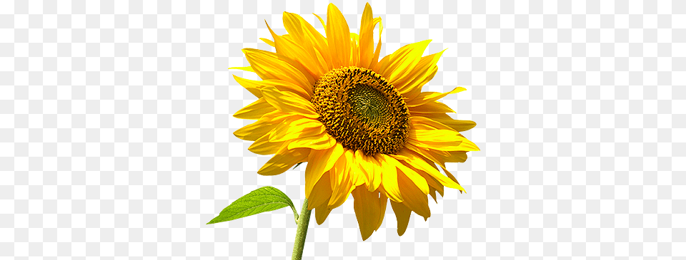 Girasol Picmix Sun Flower Tree, Plant, Sunflower Png