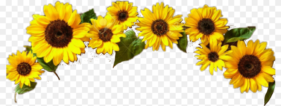 Girasol Sticker By Sarai Martnez Corona De Girasoles, Flower, Plant, Sunflower, Daisy Free Png Download