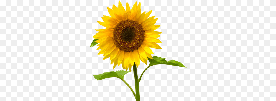 Girasol Sunflower In White Background, Flower, Plant Free Transparent Png
