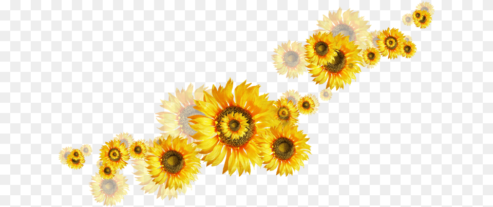 Girasoles, Flower, Plant, Sunflower Png
