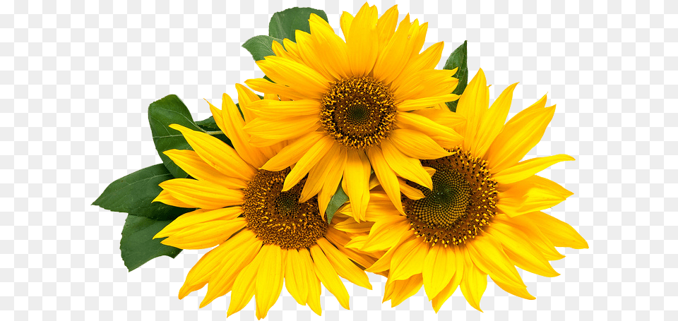 Girasoles Girasoles Animados Happy 30th Birthday Sunflower Thank You, Flower, Plant Free Png